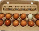 Dozen Eggs (pullet).webp