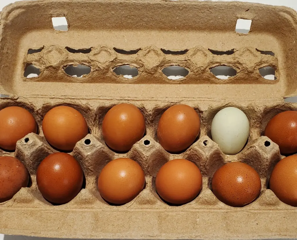 Dozen Eggs (pullet)