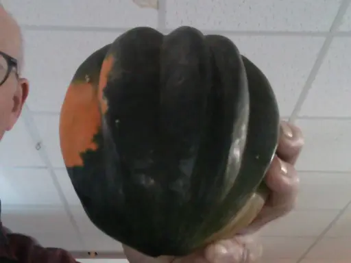 Acorn squash
